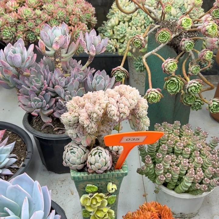 小***宁贝瑞多肉植物035