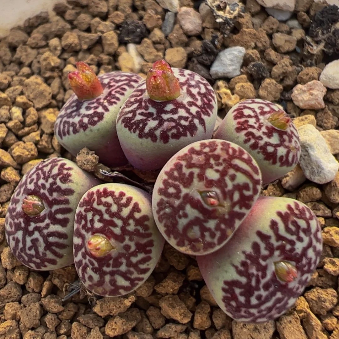 168多肉植物百科植物