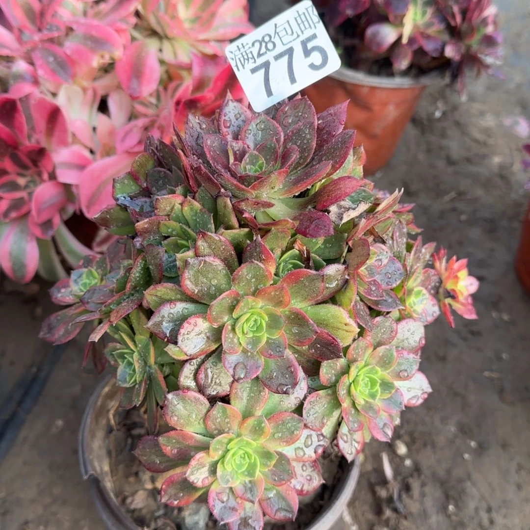 万黄锦多肉775满28包邮断枝不包