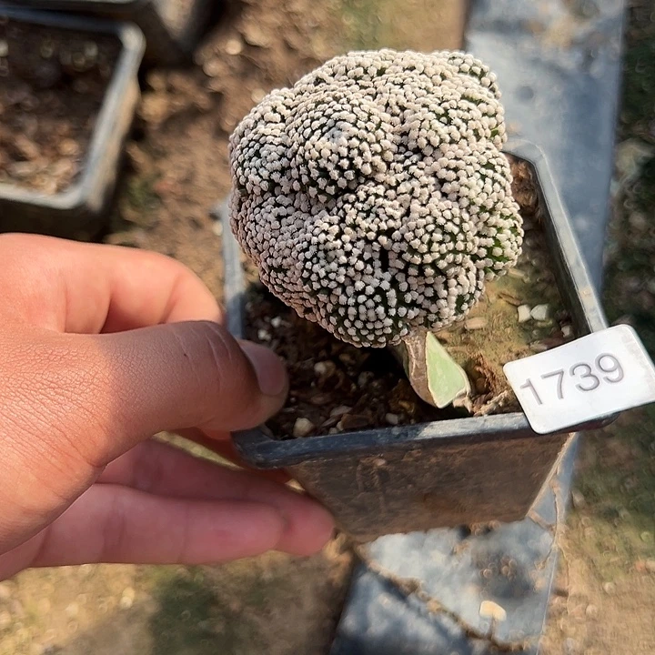 1739号5厘米左右松针牡丹三角嫁接