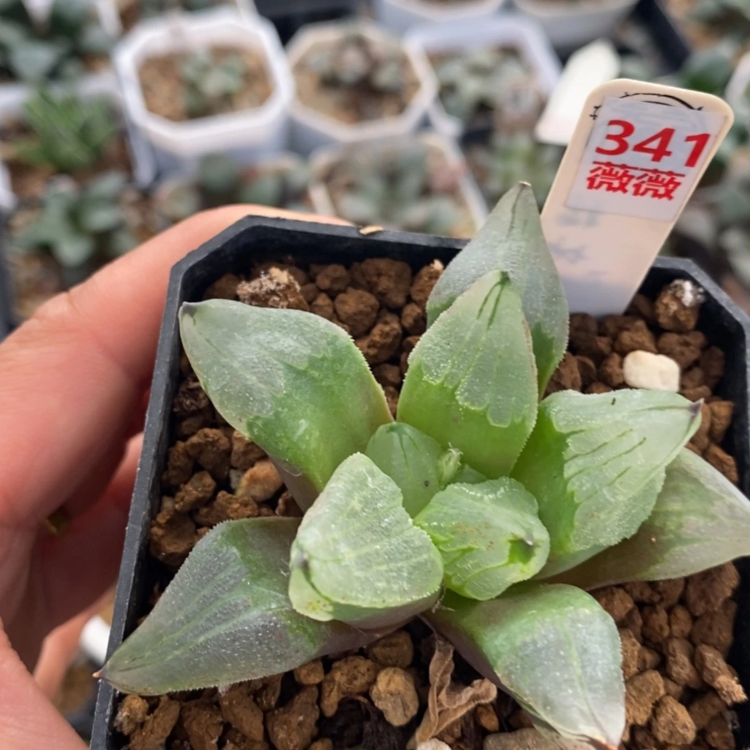 不开花植物341冰城