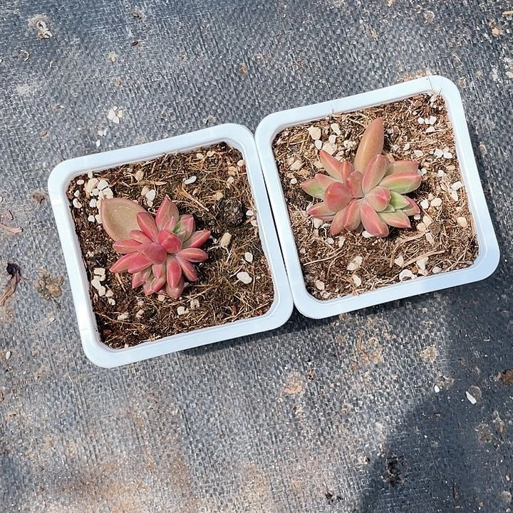 咖***糖两颗迷雾泡泡带盆发货