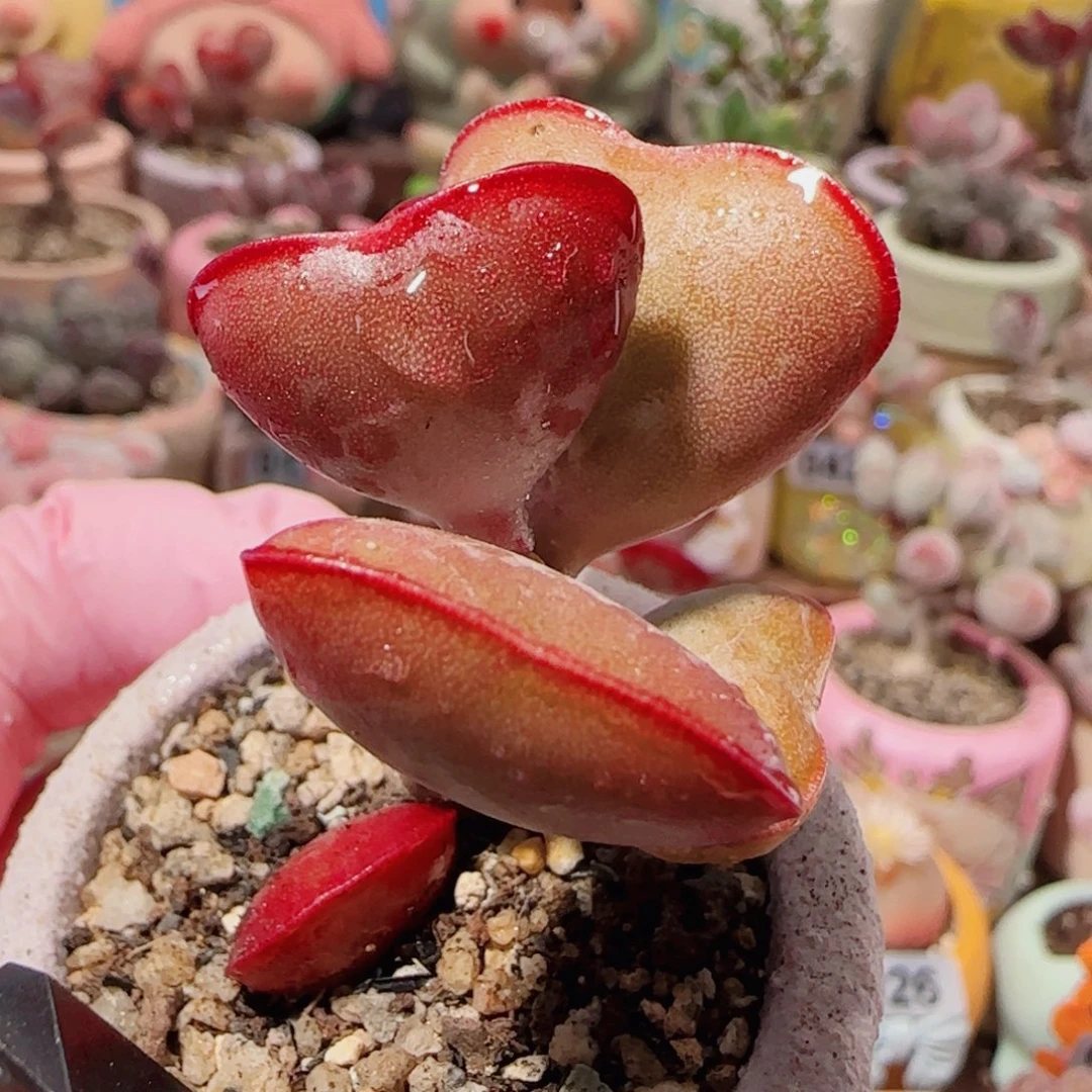 T爱心水泡带测牙盆口3.5cm