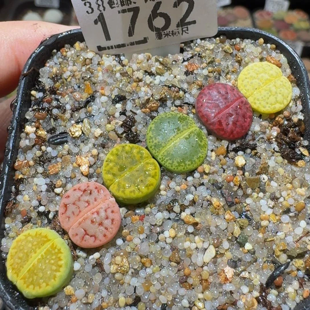 Ssss精品生石1762