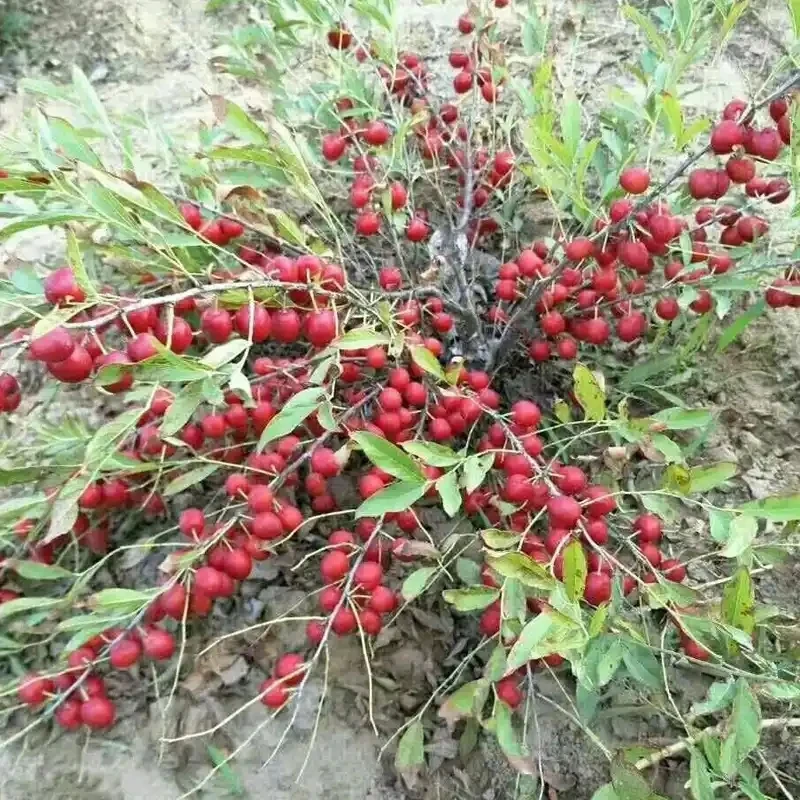 盆栽欧李高钙果南北方种植阳台庭院