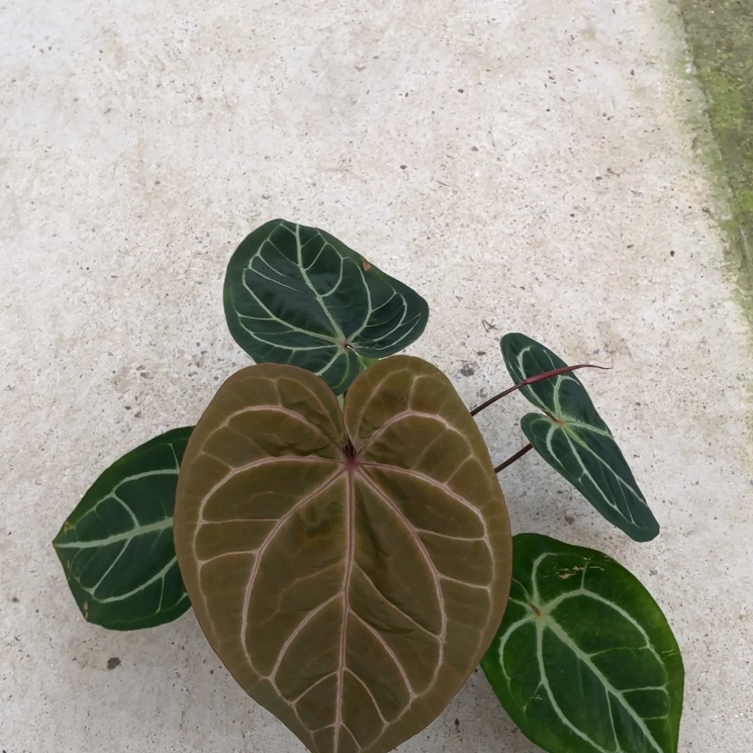 无花朵2397f2xf3红水晶老叶有瑕疵
