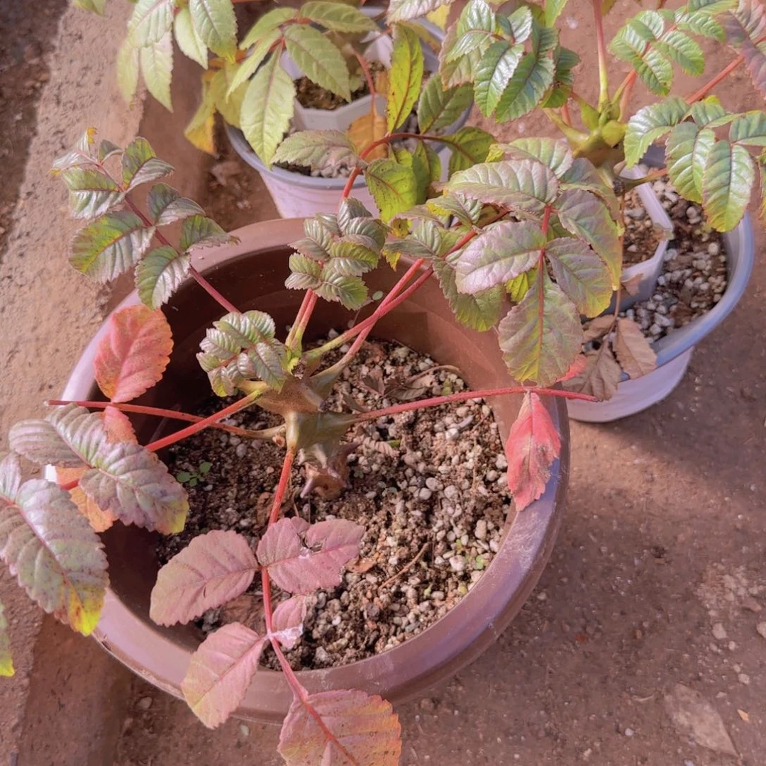 呀***无花朵块根植物块根植物块根植物