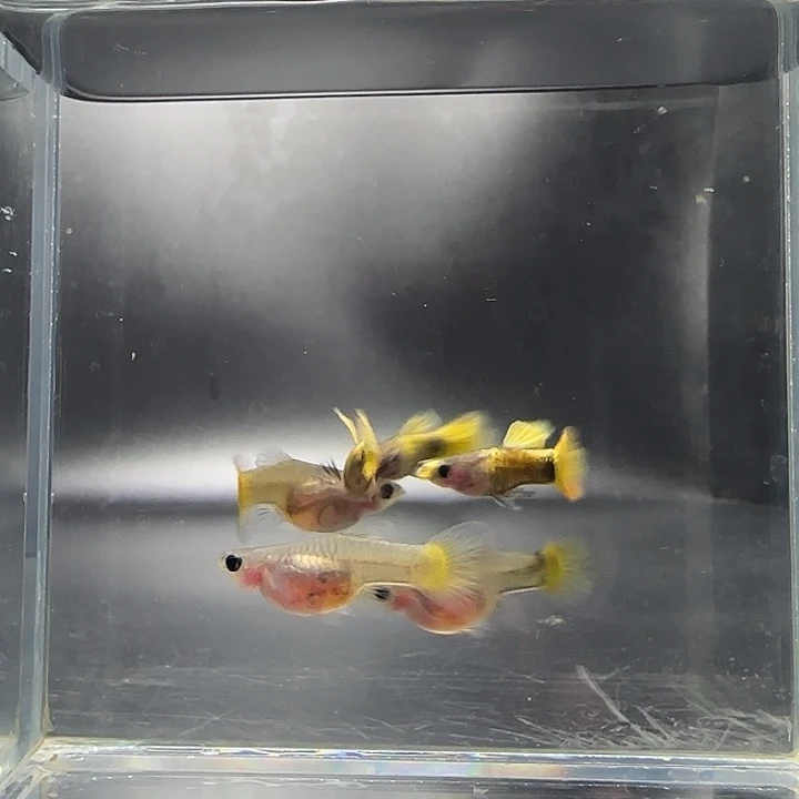 孔雀鱼小金头黄金玻璃猫3对