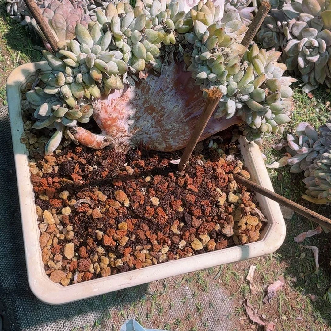 星影叶插整板缀呀呀呀