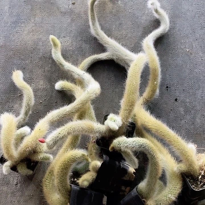 九尾狐小可爱6棵个别带花苞默认微瑕