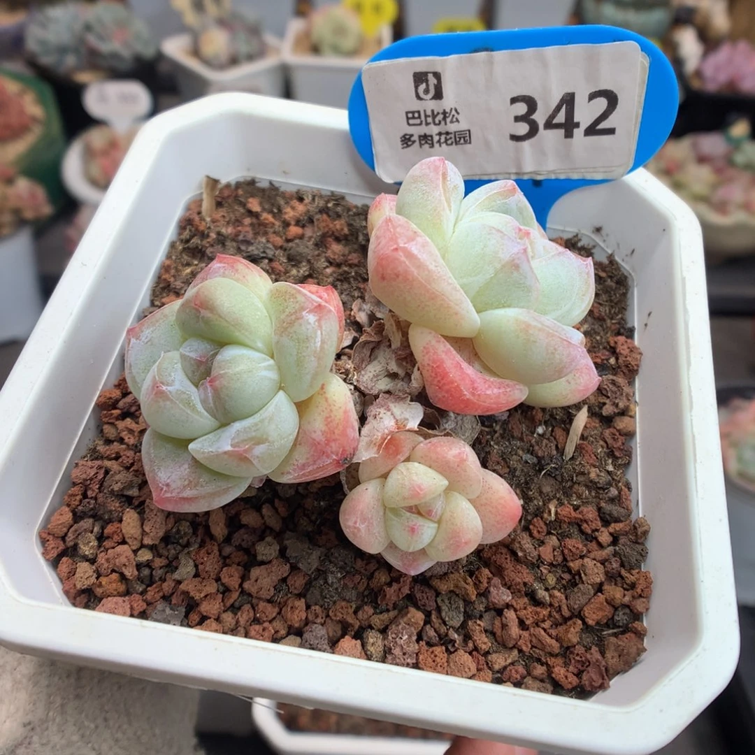 342三头冰玉多肉植物