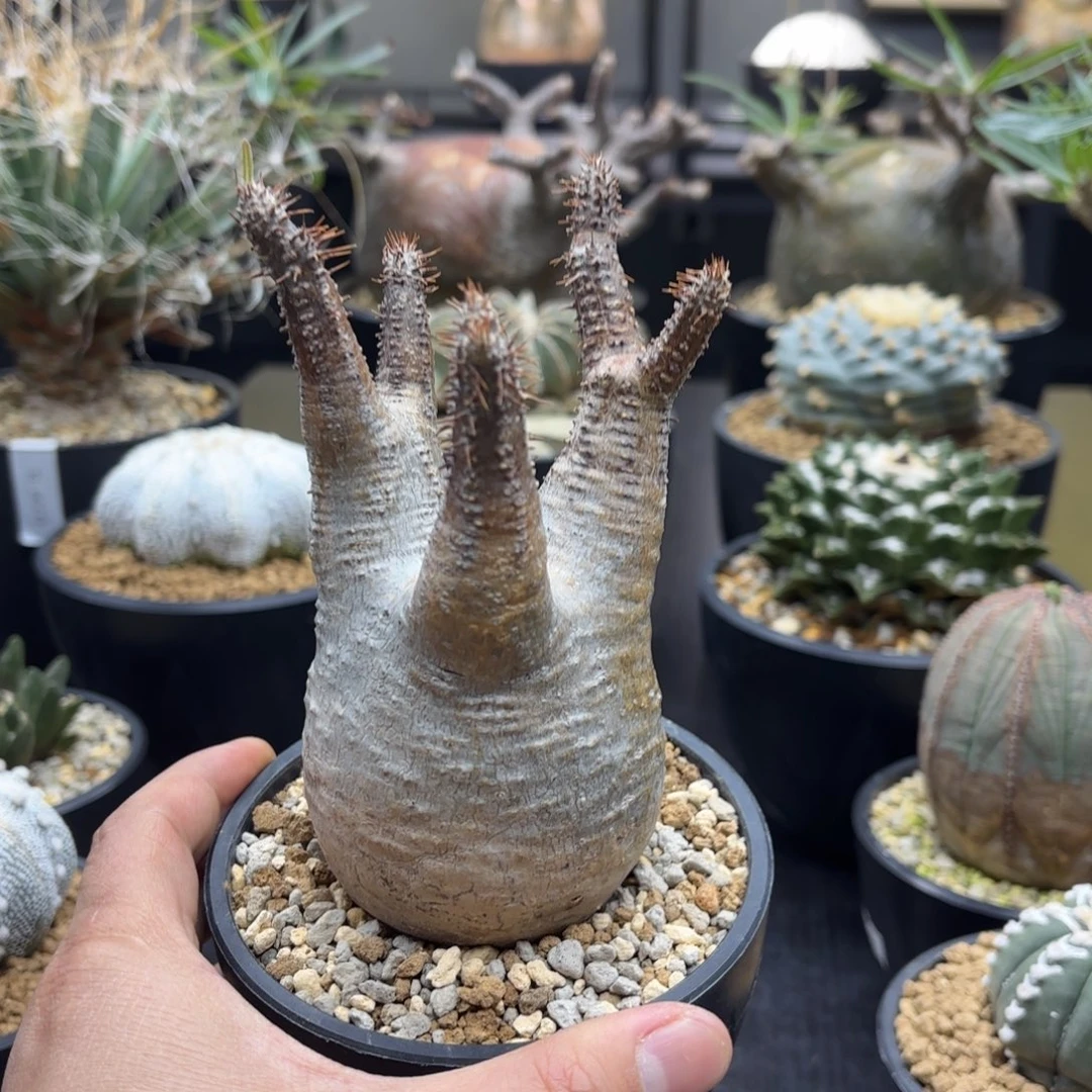 象牙宫带盆包邮的