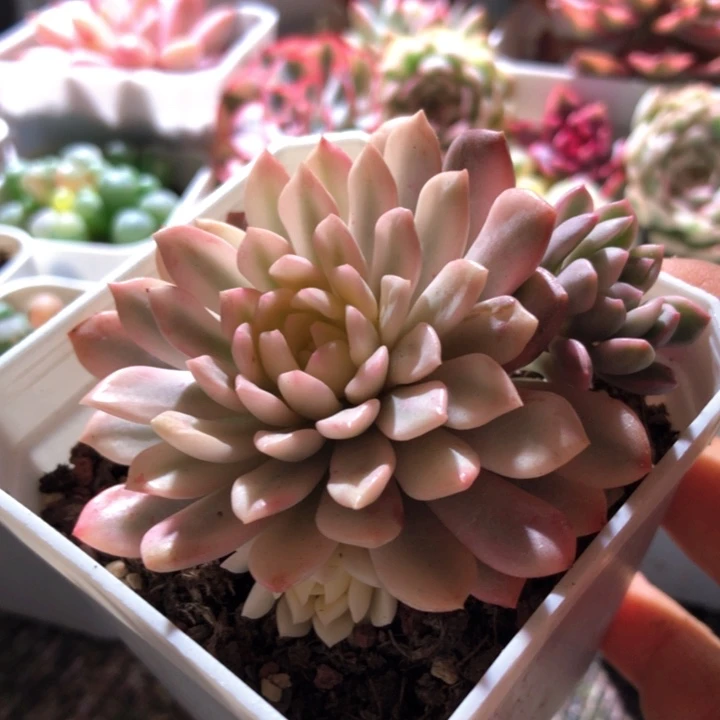 红宝石覆轮锦有根