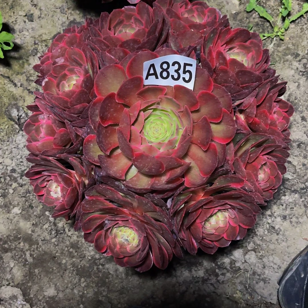 粉花妖26-29包邮法师