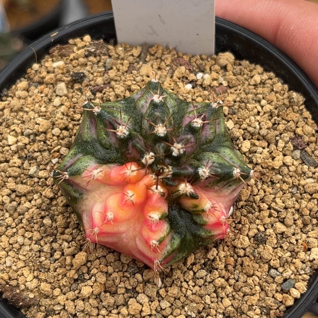 582实生海神锦带盆带土发货