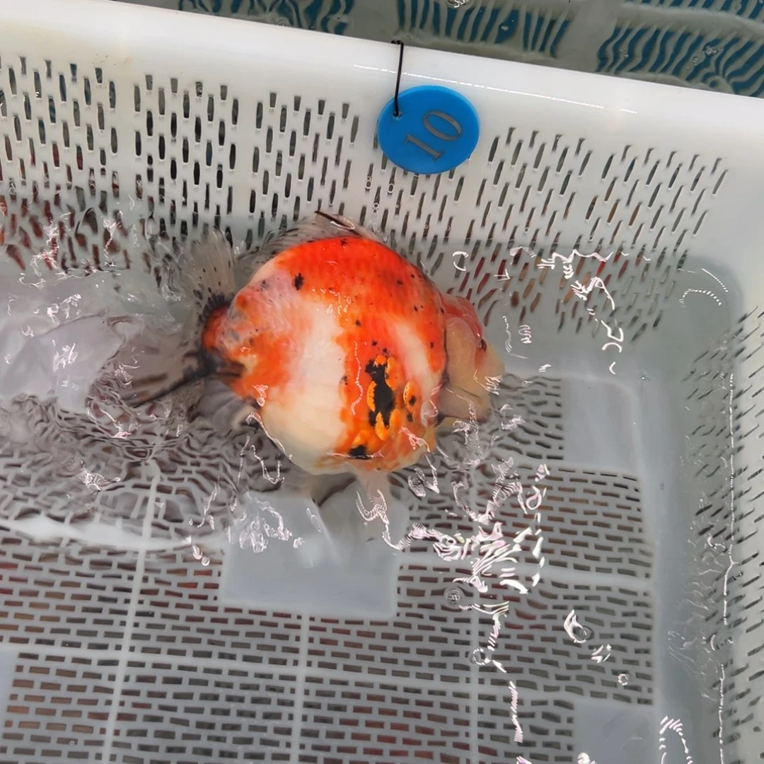 美***6金鱼你好吗我好想你啊