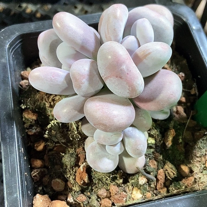 多肉植物大叶奶768