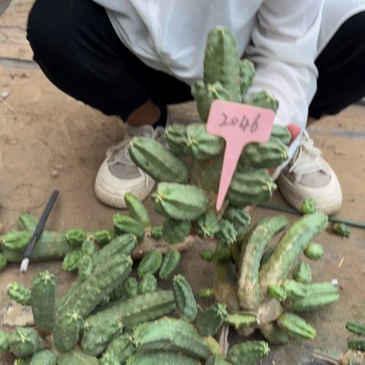桃太郎无售后侧芽2046