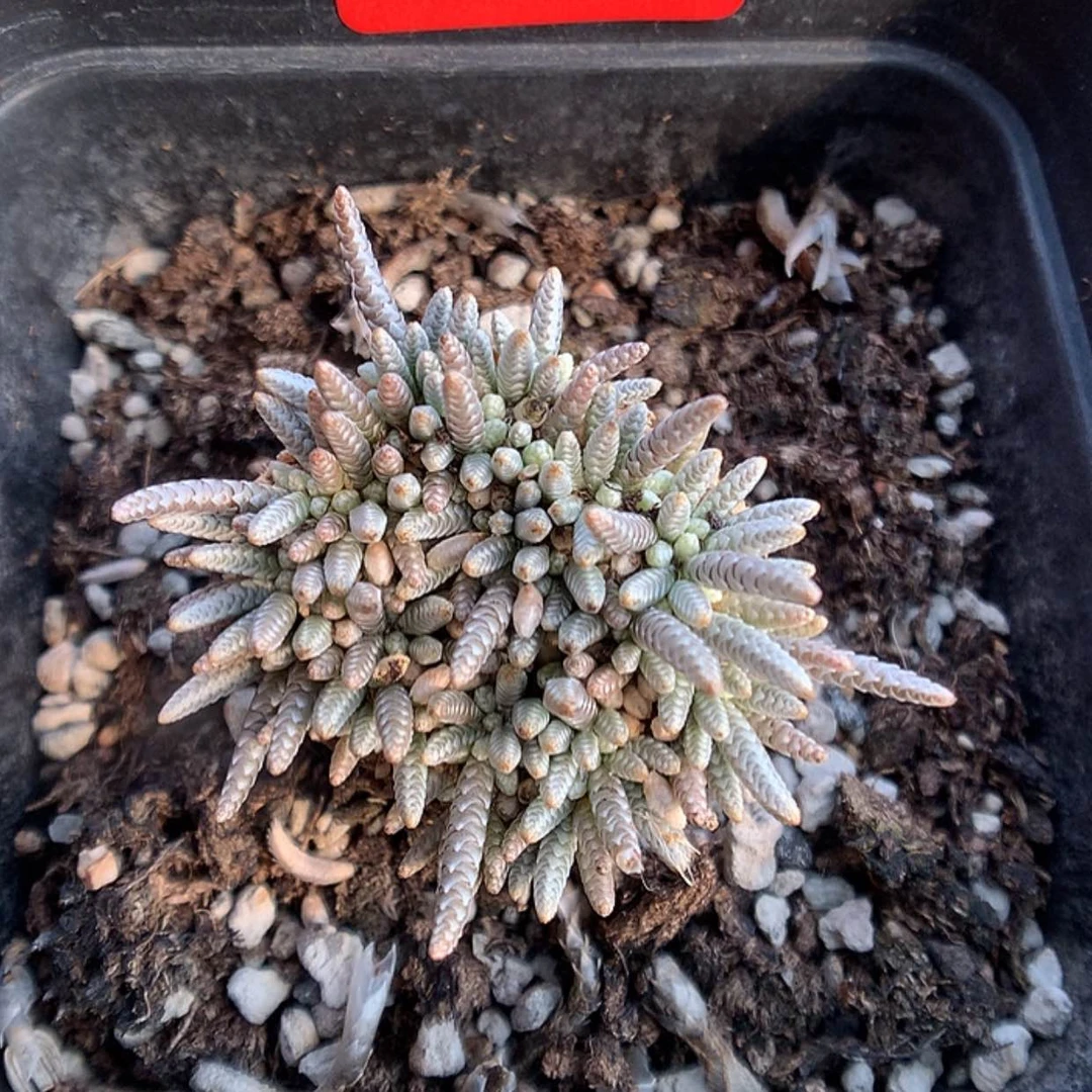 【闪购商品】1-18-2 白花韧锦一颗 58