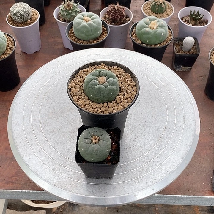 铁*组合2棵海鲜脱土发货