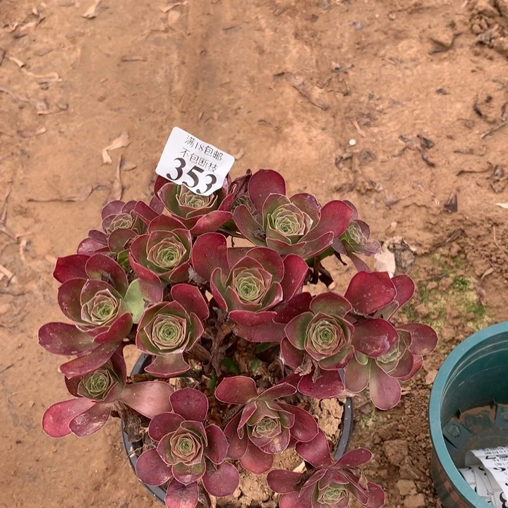 353魅金玫瑰绣球2