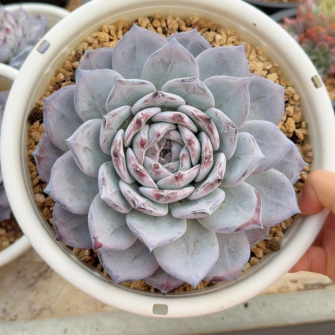 黑卡大单头17公分