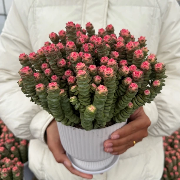 特级大号钱串(60头)钱多多钱串子多肉植物