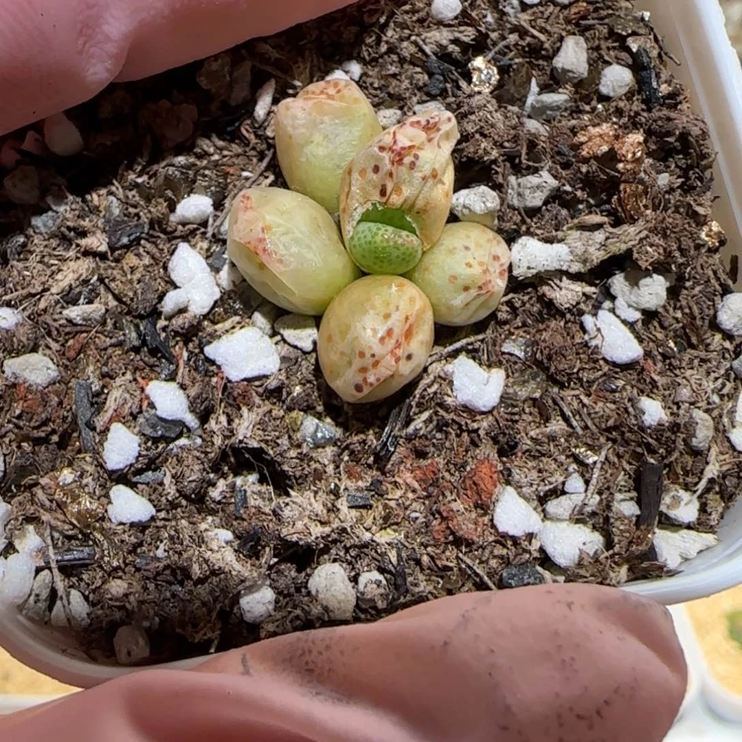 用**我肉锥多肉植物百科-下播福利1479