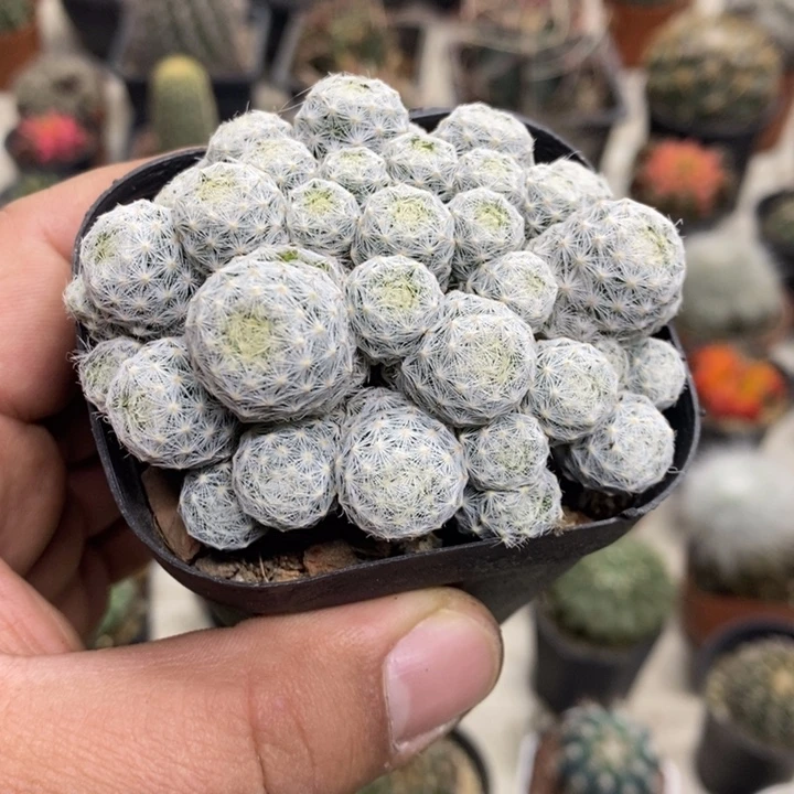 肌春心群特价福利