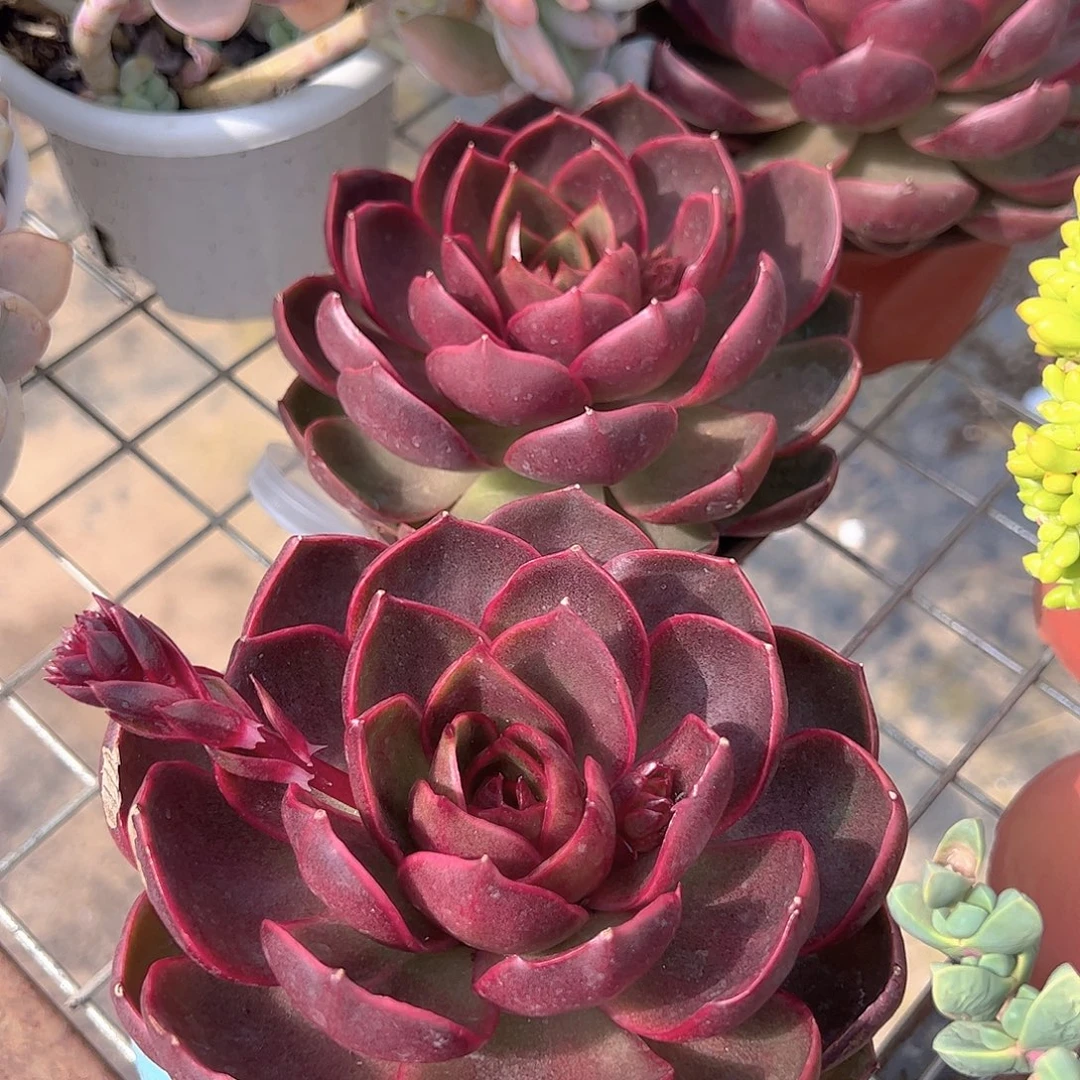 红灯大单头精品特价