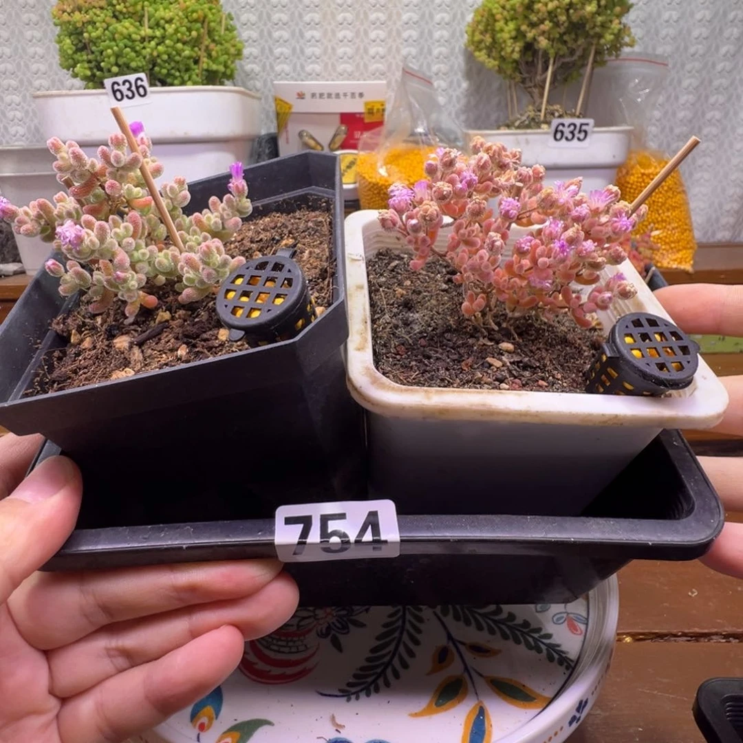 枝干番杏多肉植物754