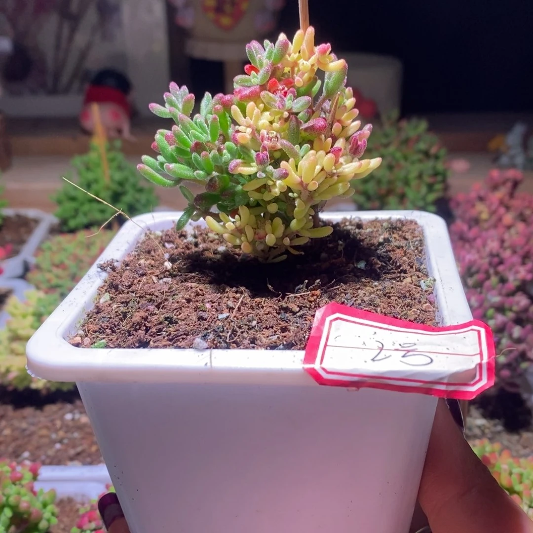 霍*红宝石全锦带盆土发货一物一拍
