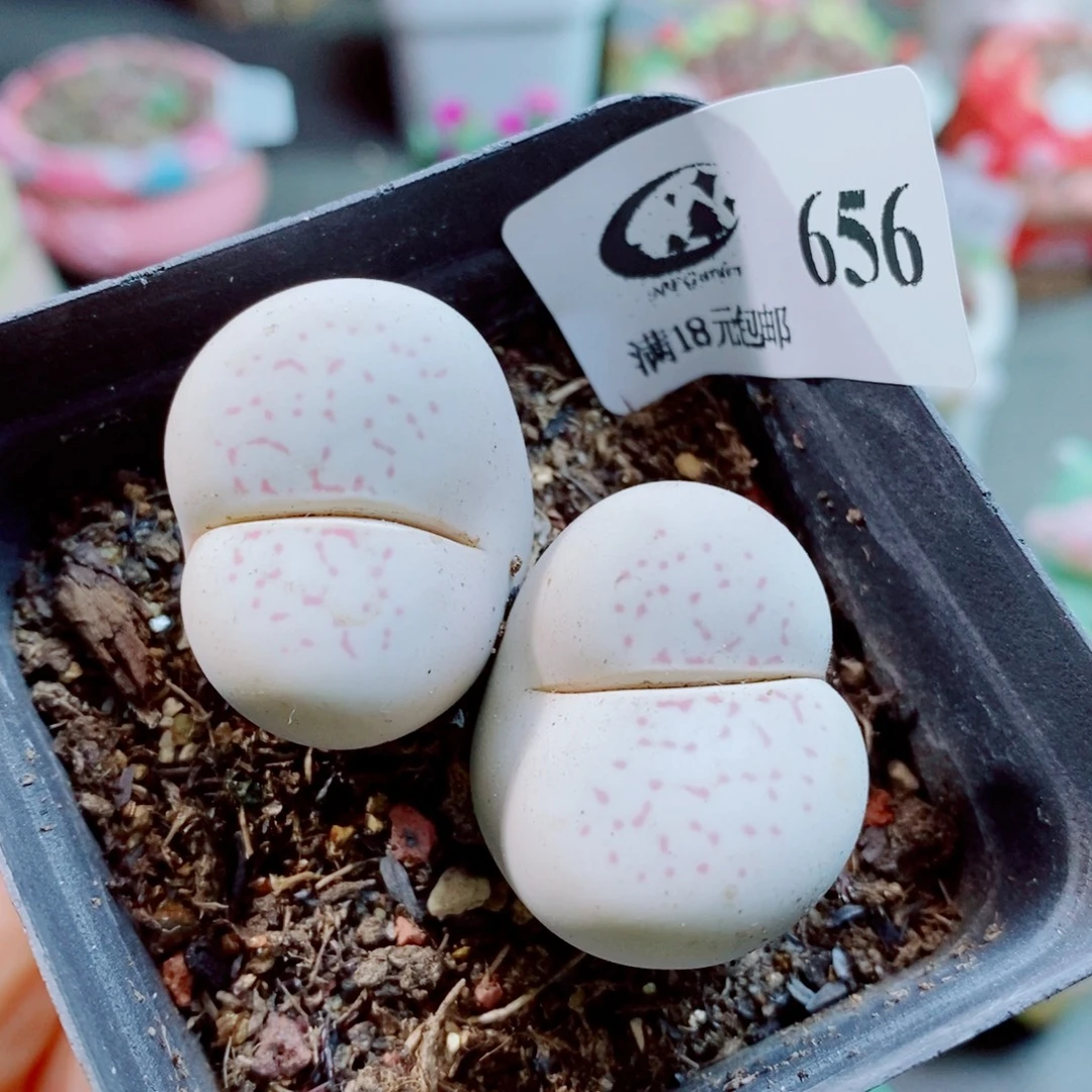 生石花花花花花花花656