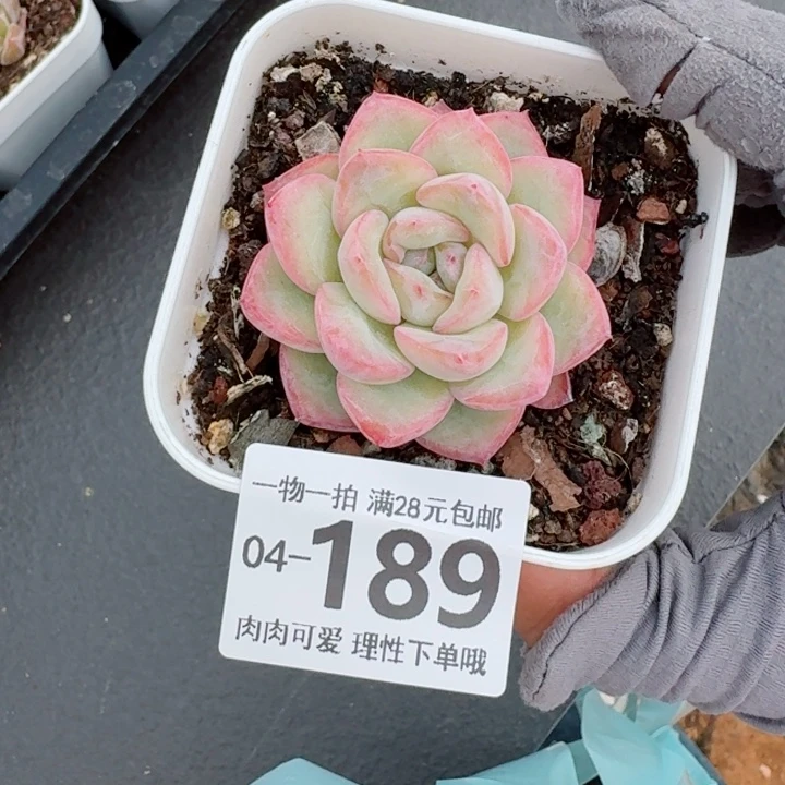 泡芙多肉无盆土发货多