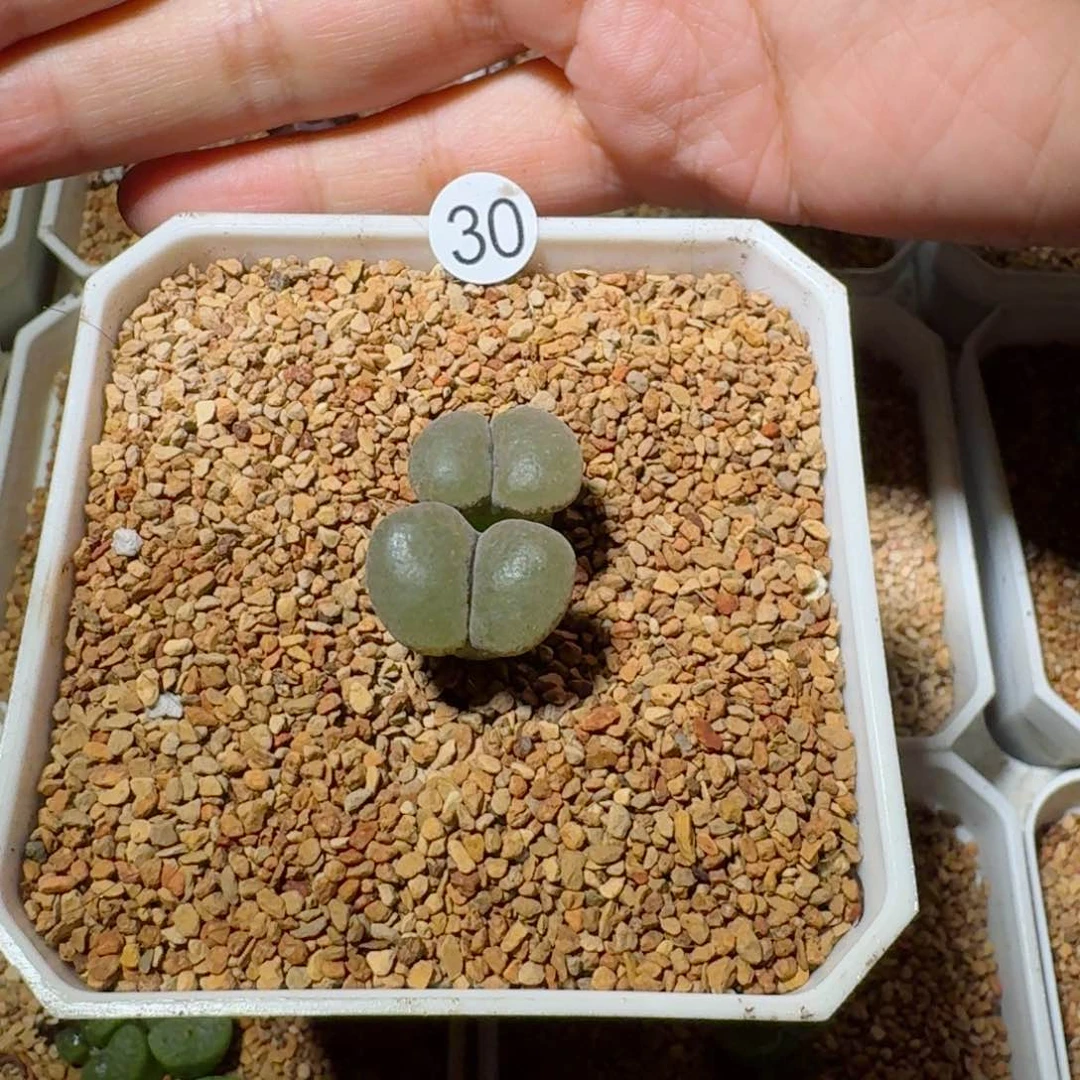 黑***?30.......多肉......