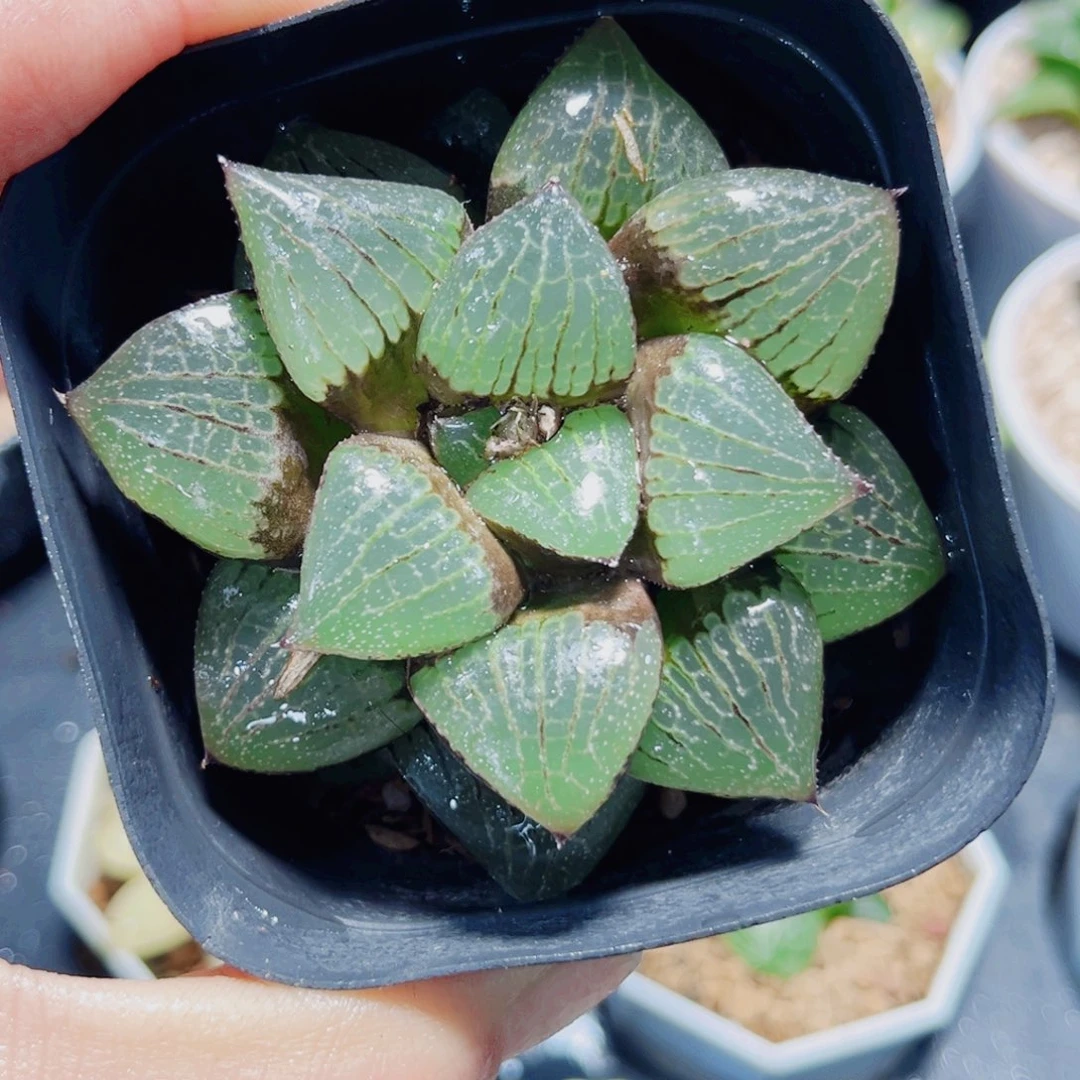 日月潭多肉植物66666