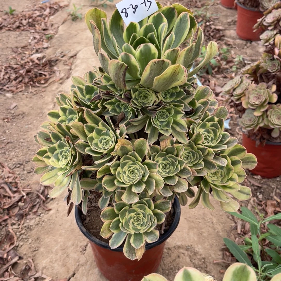 @***@8-30-13白兰地法师锦寄养