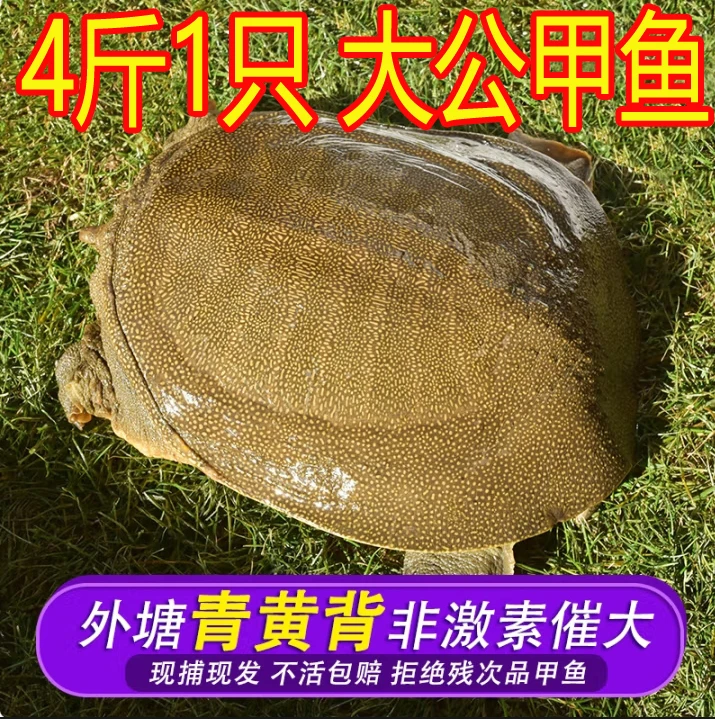 4斤1只 鲜活青黄色大公甲鱼 生态放养新【包活送到 死了包赔】