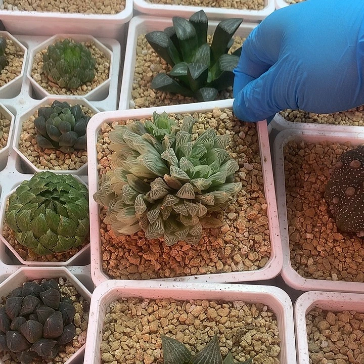 完全开放白斑玉露