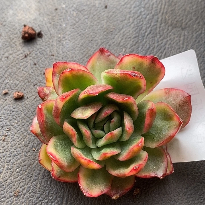 红女巫锦多肉植物