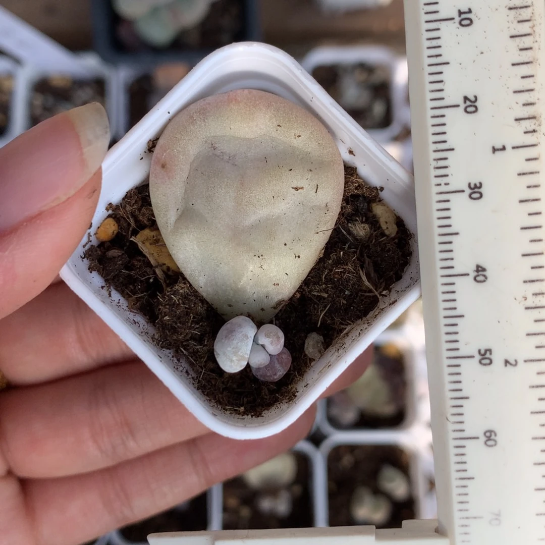 黄油油煎奶酪多肉植物