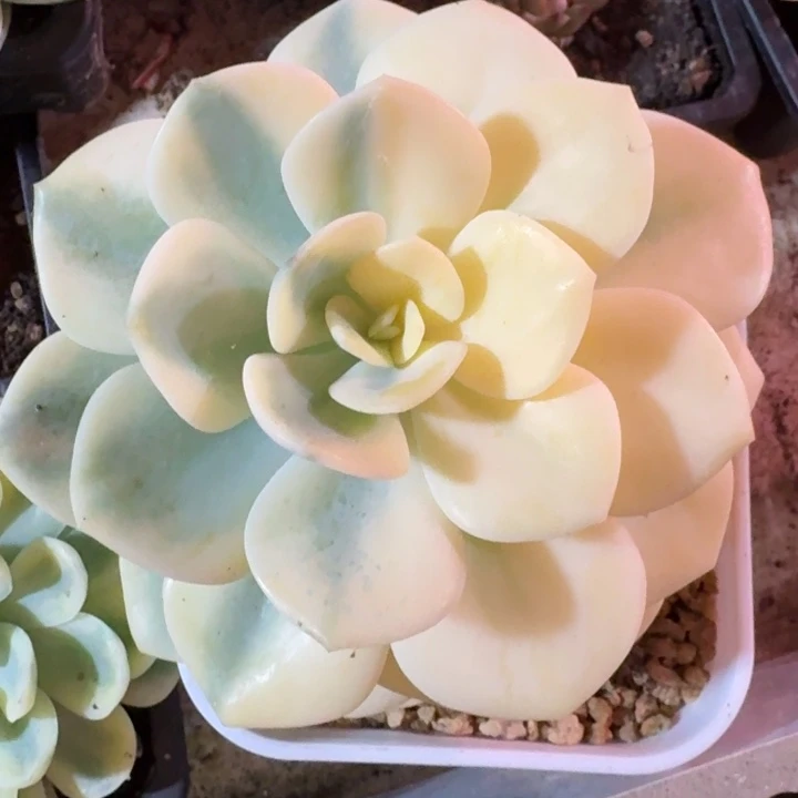 白月光锦一物一拍