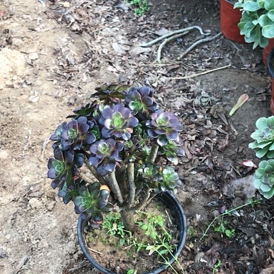 M***m黑法小朵朵多肉植物008