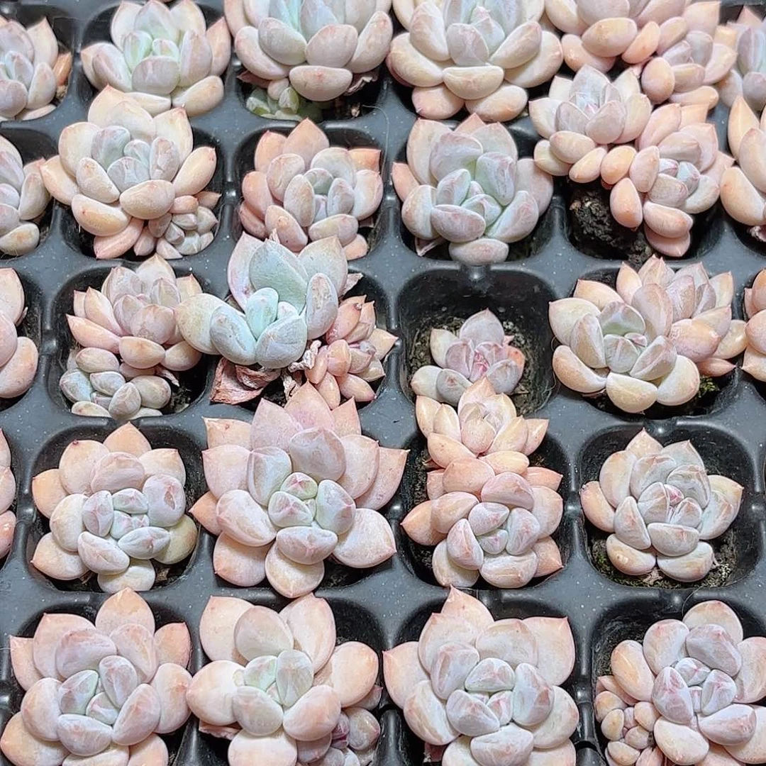 福利 9.9如图品质21颗新疆西藏内蒙不发货