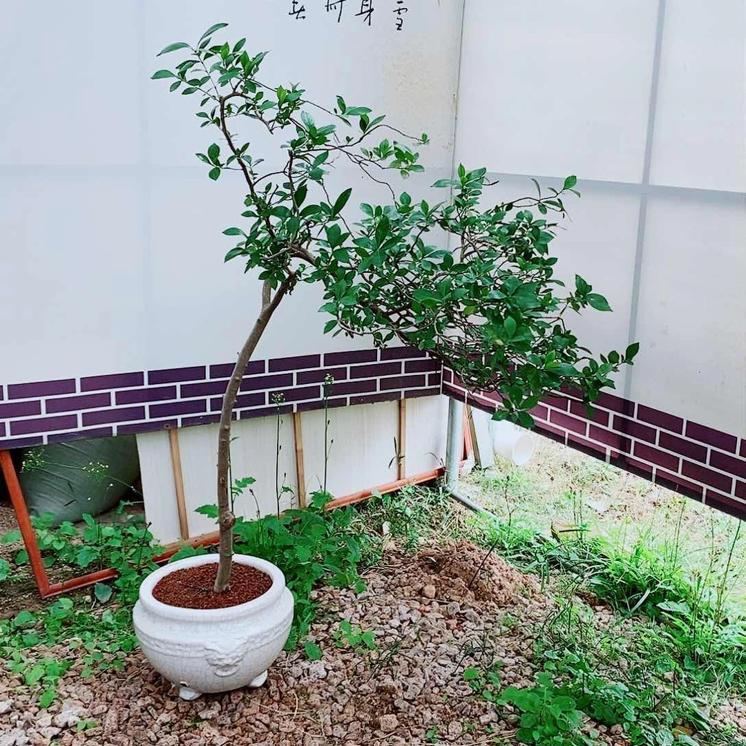 海岛栀子花一物一拍