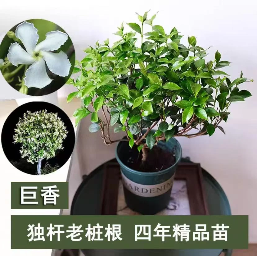 风车茉莉盆景老桩矮化爬藤白色耐寒耐阴庭院阳台栽种皮实好养护