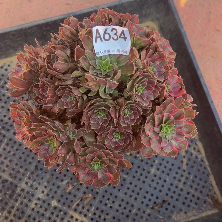 安娜多肉植物634.