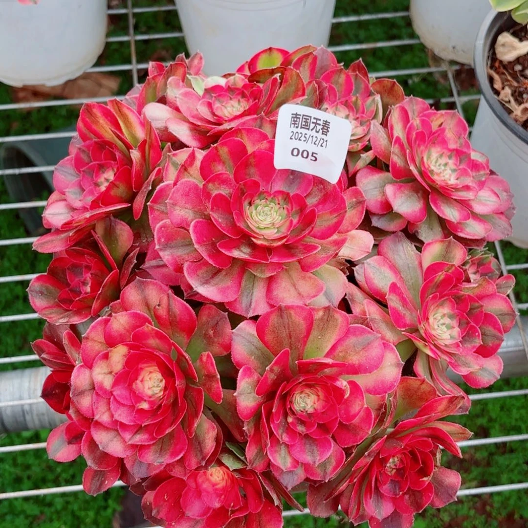 一物一拍多肉法师05