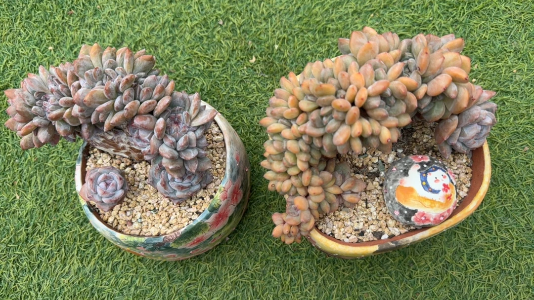 紫皮石榴籽星影小树缀化