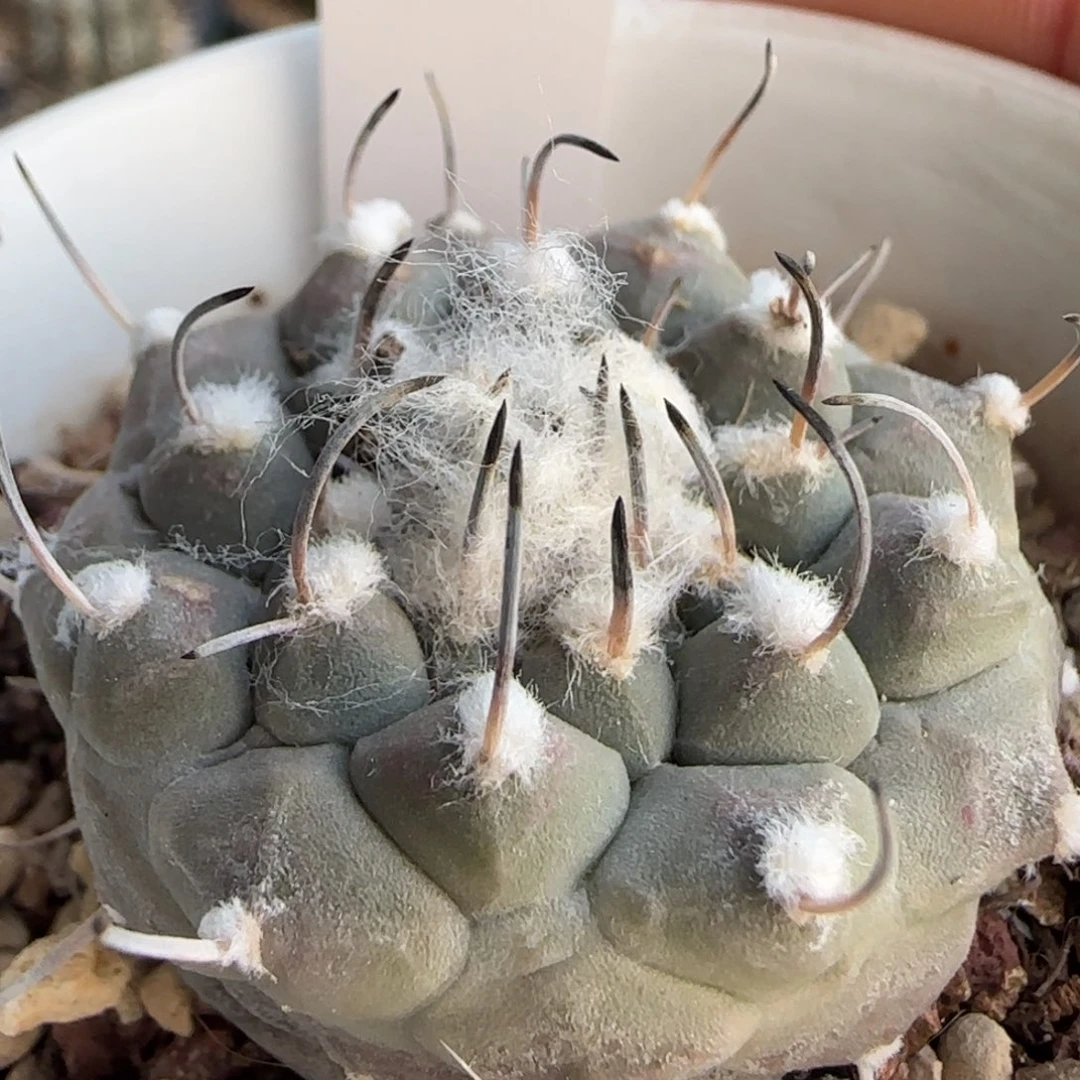 117脱土发 实生仙人球